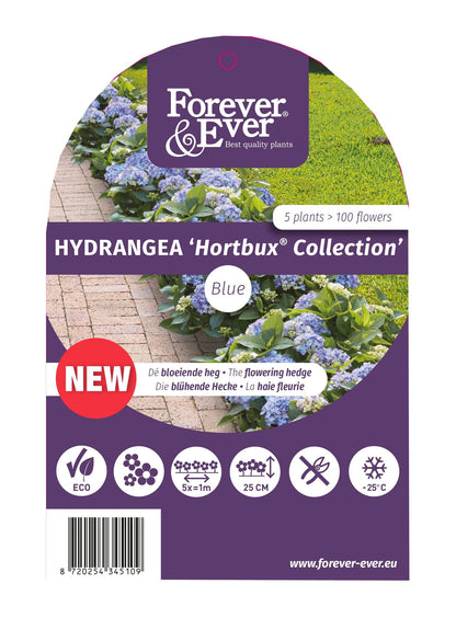 Hydrangea macrophylla 'Forever & Ever Hortbux' - Blauw