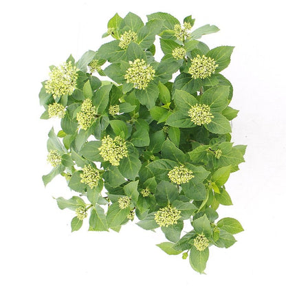 Hydrangea macrophylla 'Forever & Ever Hortbux' - Blauw