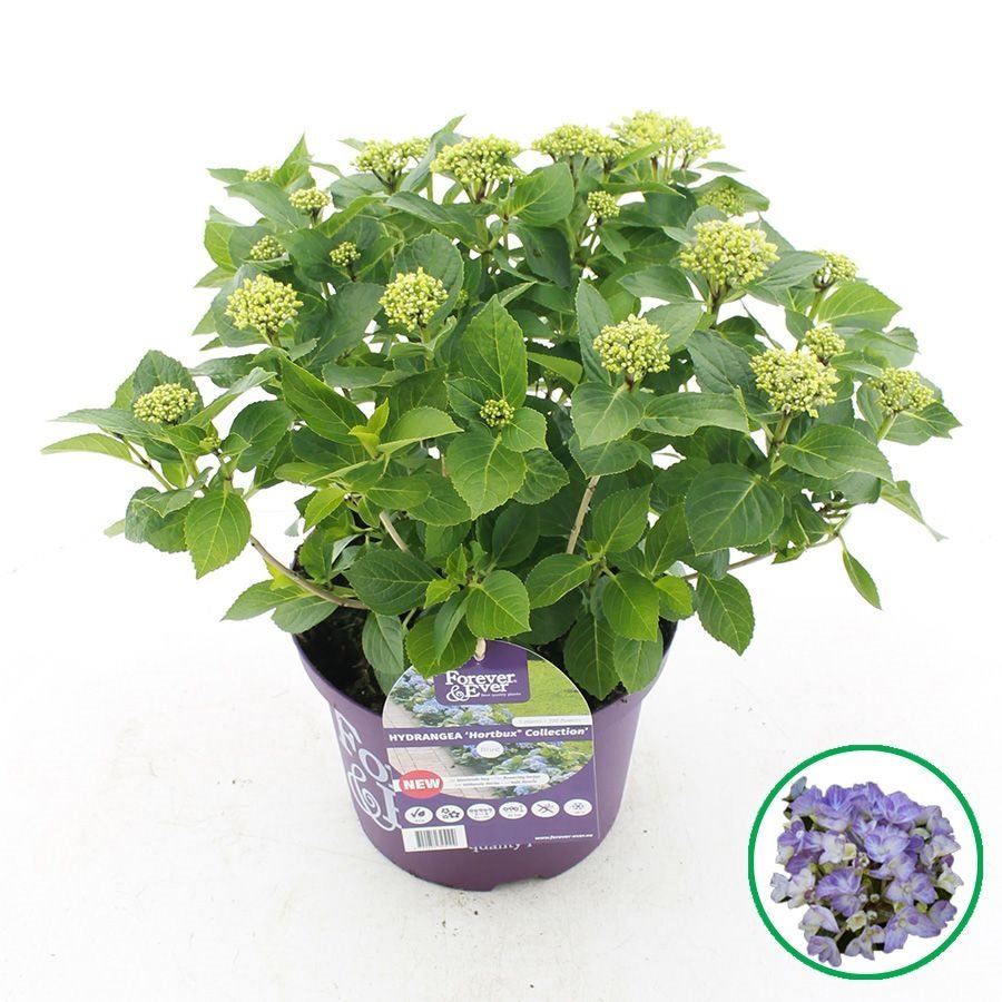 Hydrangea macrophylla 'Forever & Ever Hortbux' - Blauw