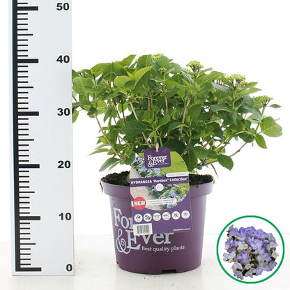 Hydrangea macrophylla 'Forever & Ever Hortbux' - Blauw
