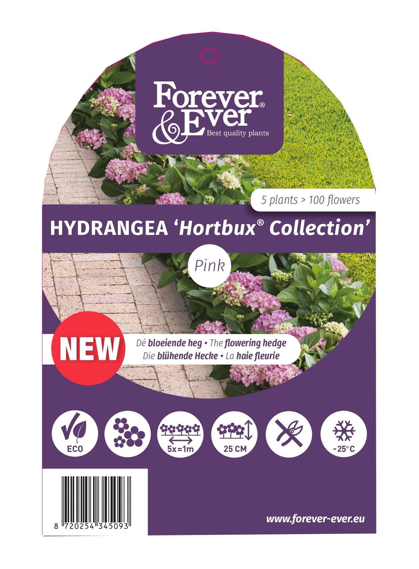 Hydrangea macrophylla 'Forever & Ever Hortbux' - Roze
