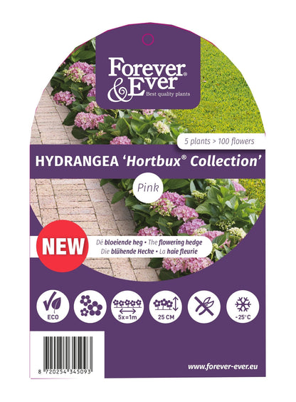 Hydrangea macrophylla 'Forever & Ever Hortbux' - Roze