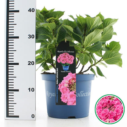Hydrangea macrophylla 'Royalty Feather' - Royalty Collection®