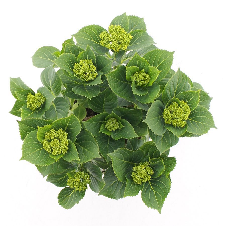 Hydrangea macrophylla 'Royalty Feather' - Royalty Collection®