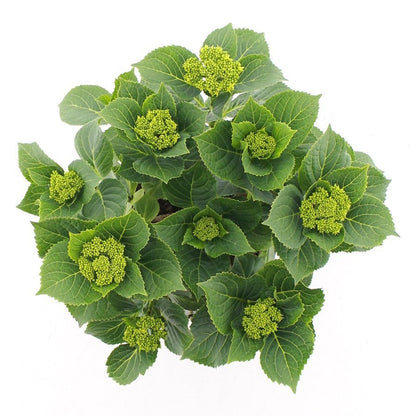 Hydrangea macrophylla 'Royalty Feather' - Royalty Collection®