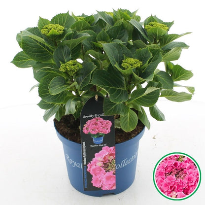 Hydrangea macrophylla 'Royalty Feather' - Royalty Collection®