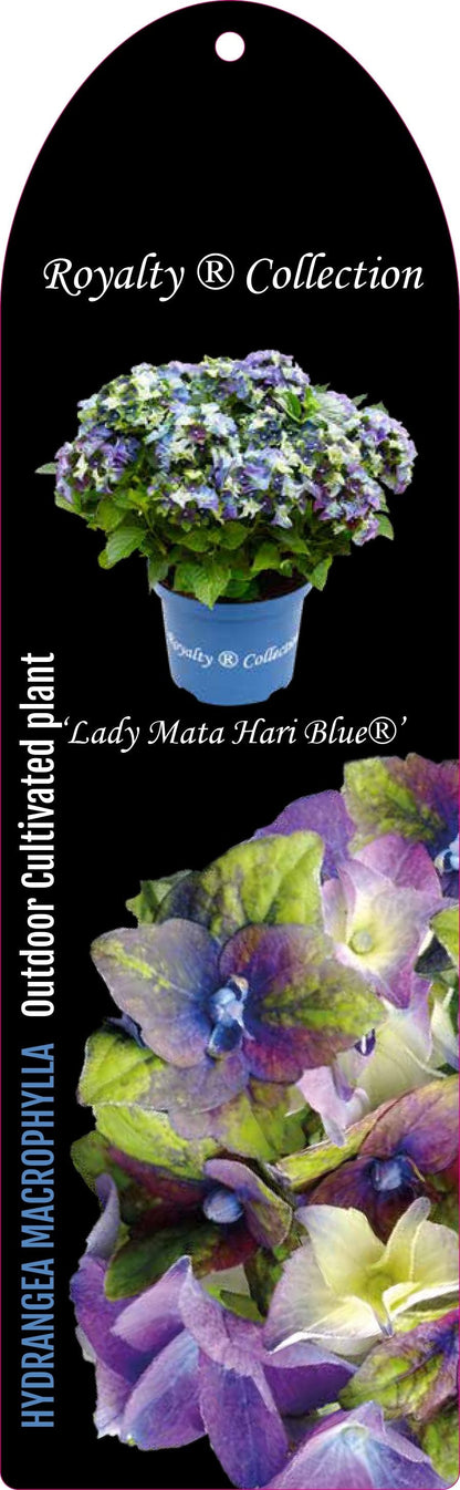 Hydrangea macrophylla 'Royalty Lady Mata Hari Blue' - Royalty Collection®