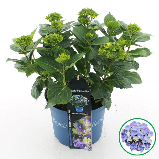 Hydrangea macrophylla 'Royalty Lady Mata Hari Blue' - Royalty Collection®