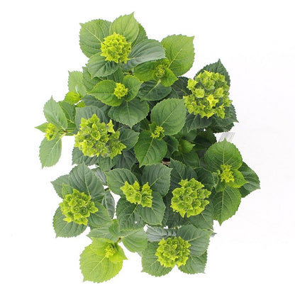 Hydrangea macrophylla 'Royalty Lady Mata Hari Blue' - Royalty Collection®