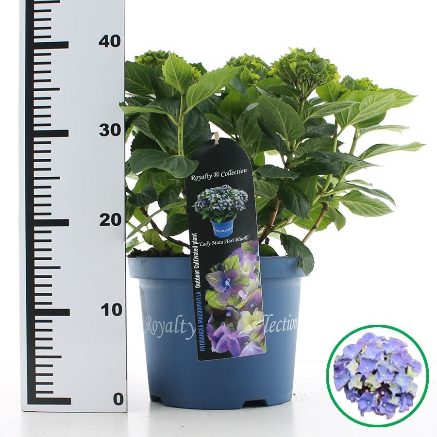 Hydrangea macrophylla 'Royalty Lady Mata Hari Blue' - Royalty Collection®