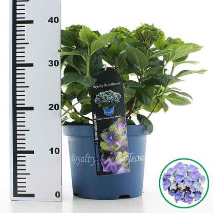 Hydrangea macrophylla 'Royalty Lady Mata Hari Blue' - Royalty Collection®