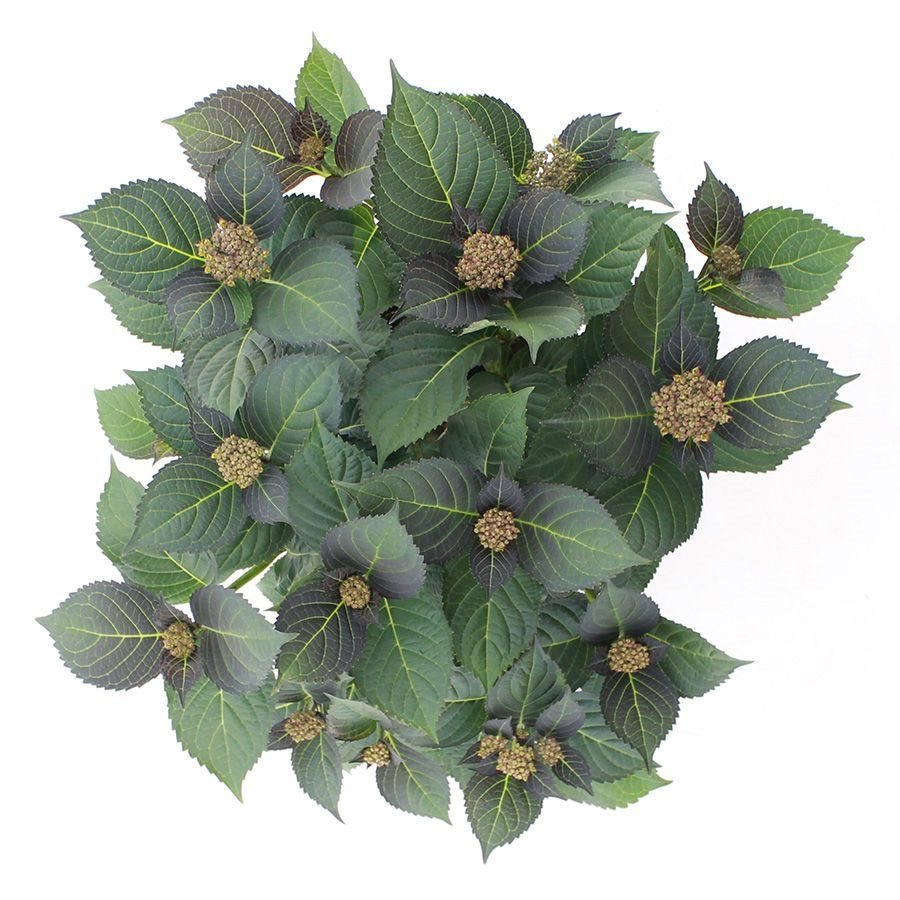 Hydrangea macrophylla 'Royalty Tiffany Purple' - Royalty Collection®