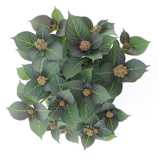 Hydrangea macrophylla 'Royalty Tiffany Purple' - Royalty Collection®