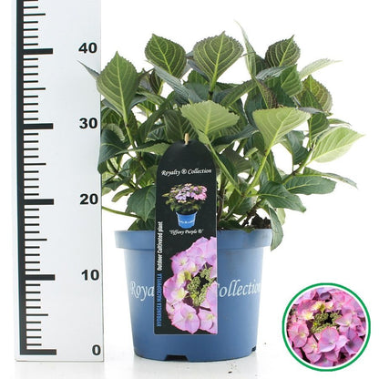Hydrangea macrophylla 'Royalty Tiffany Purple' - Royalty Collection®