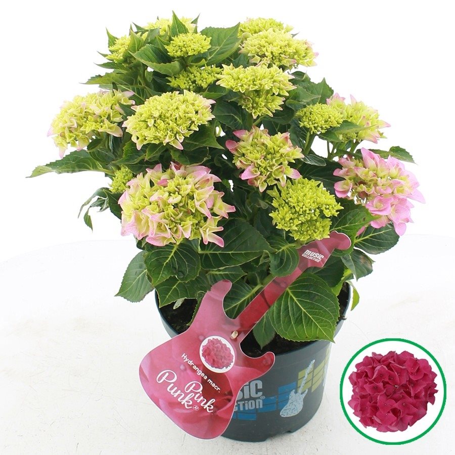 Hydrangea macrophylla 'Pink Punk' - Music Collection®