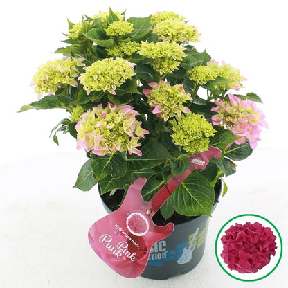 Hydrangea macrophylla 'Pink Punk' - Music Collection®