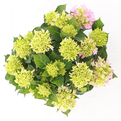 Hydrangea macrophylla 'Pink Punk' - Music Collection®