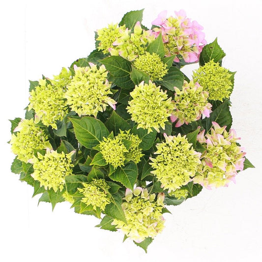 Hydrangea macrophylla 'Pink Punk' - Music Collection®