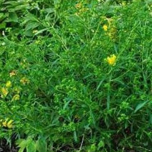 Hypericum dens. Buttercup - Herfsthooi