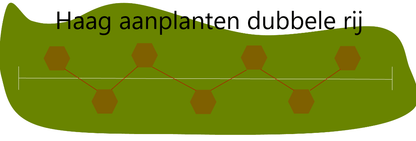Fagus sylvatica - Groene beukenhaag in pot - 80-100cm pakketten