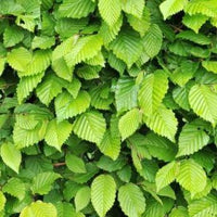 Carpinus betulus - Haagbeuk in pot