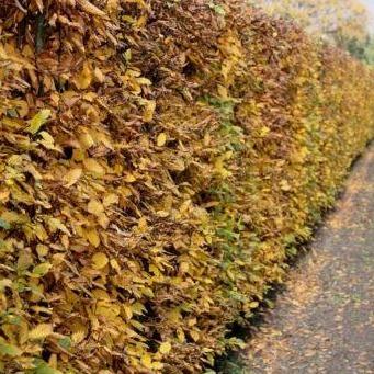 Carpinus betulus - Haagbeuk blote wortel
