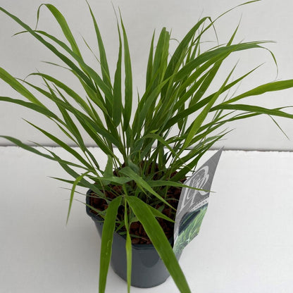 Hakonechloa macra - Japans bosgras