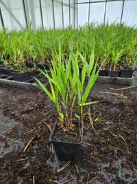 Hakonechloa macra - Japans bosgras