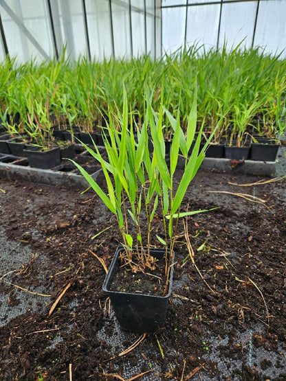 Hakonechloa macra - Japans bosgras