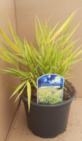Hakonechloa macra 'All Gold' - Siergras