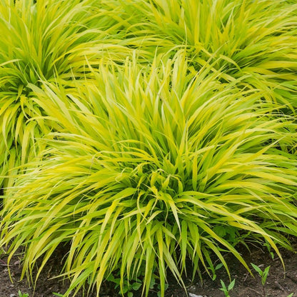 Hakonechloa macra 'All Gold' - Siergras