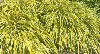 Hakonechloa macra 'Aureola' - Siergras