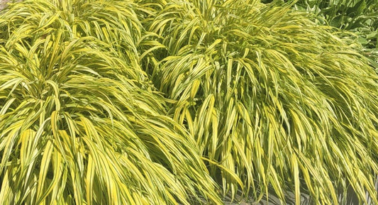 Hakonechloa macra 'Aureola' - Siergras