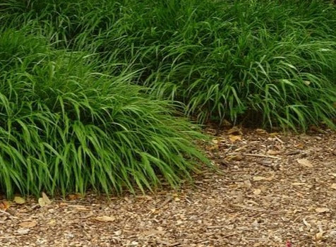 Hakonechloa macra - Japans bosgras