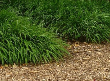 Hakonechloa macra - Japans bosgras