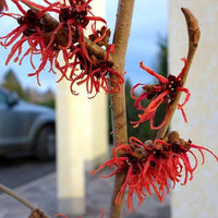 Hamamelis int. 'Feuerzauber' - Hazelaar