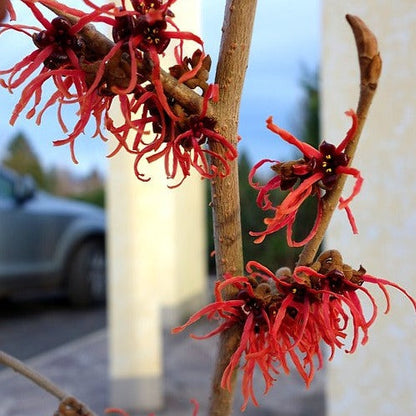 Hamamelis int. 'Feuerzauber' - Hazelaar