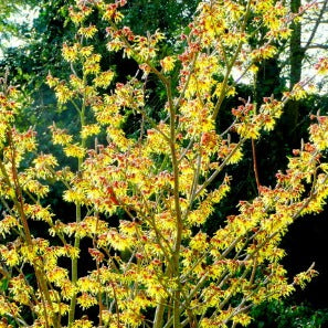 Hamamelis int. 'Arnold Promise' - Toverhazelaar
