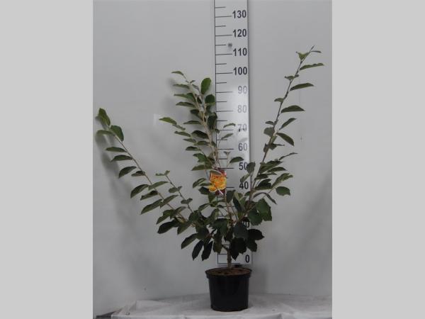 Hamamelis int. 'Arnold Promise' - Toverhazelaar