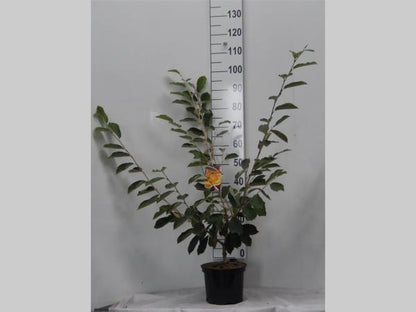 Hamamelis int. 'Arnold Promise' - Toverhazelaar