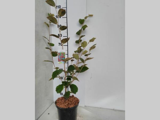 Hamamelis int. 'Diane' - Toverhazelaar