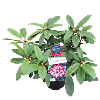 Rhododendron 'Hans Hachmann'