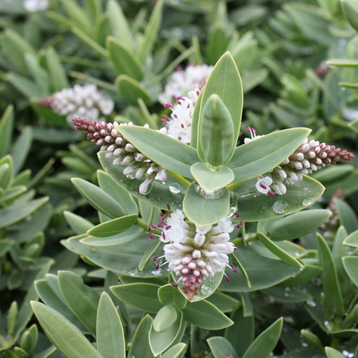Hebe albicans - Struikveronica