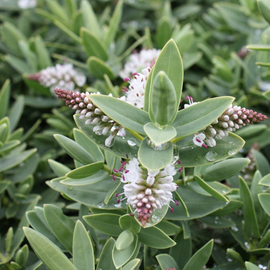 Hebe albicans - Struikveronica