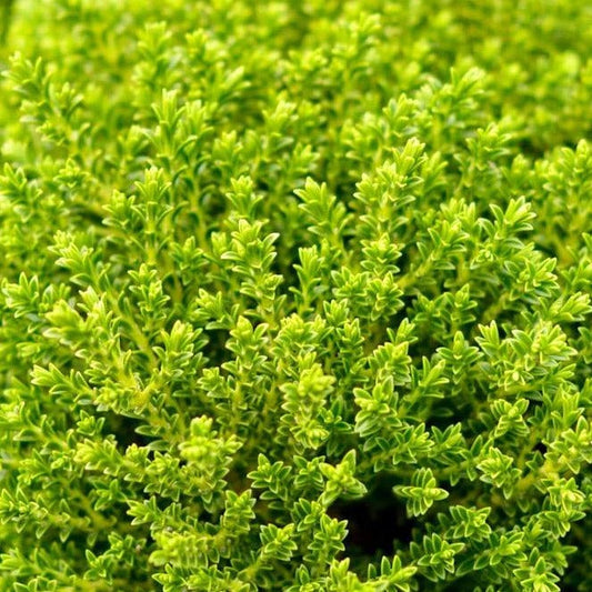 Hebe 'Emerald Gem' - Struikveronica