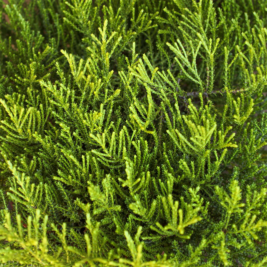 Hebe 'Golden Esk' - Struikveronica