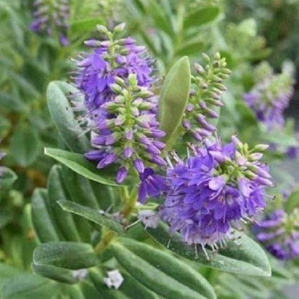 Hebe 'Mrs Winder' - Struikveronica