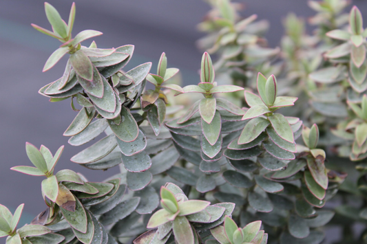 Hebe 'Red Edge' - Struikveronica