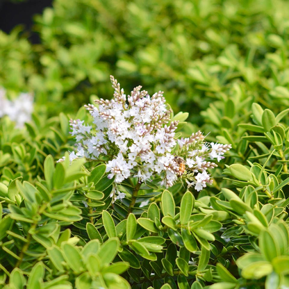 Hebe 'Wiri Mist' - Struikveronica