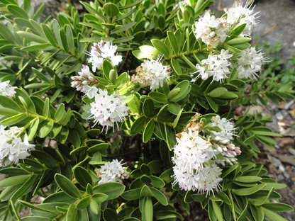 Hebe 'Wiri Mist' - Struikveronica